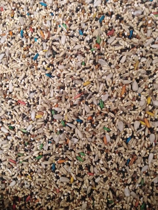 Канарейка певчая.