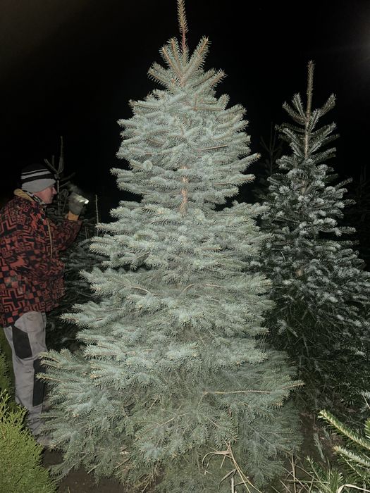 Plante de gradina / Tuia / Amenajari gradini / Copaci