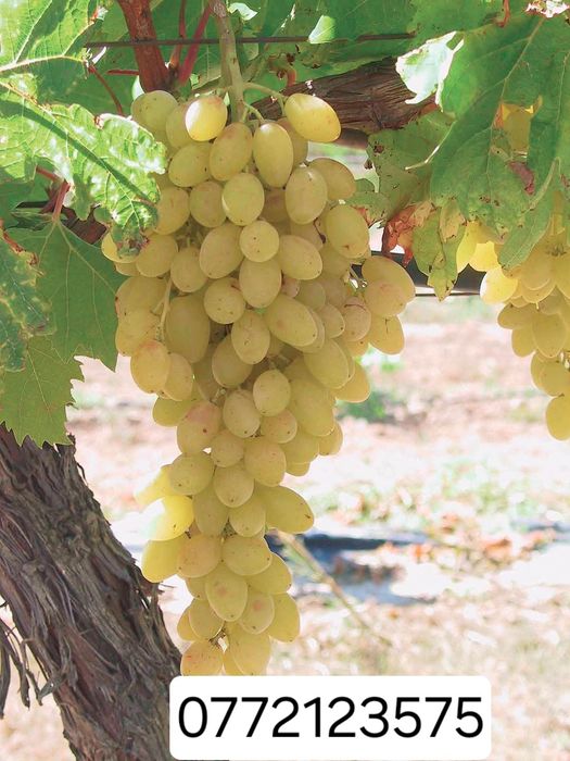 Butasi vita de vie hibrid și altoita