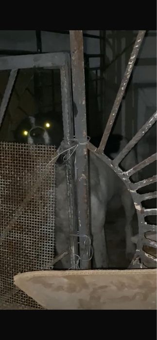 Средныиозеятская овчарка (Алабай)