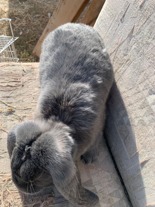 Iepuri Berbec German Masculi si Femele