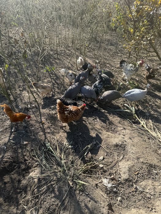 Masculi bibilica (cata )