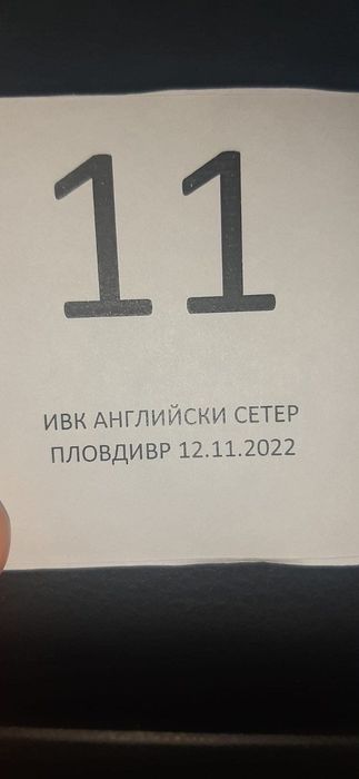 Английски сетер-ловно