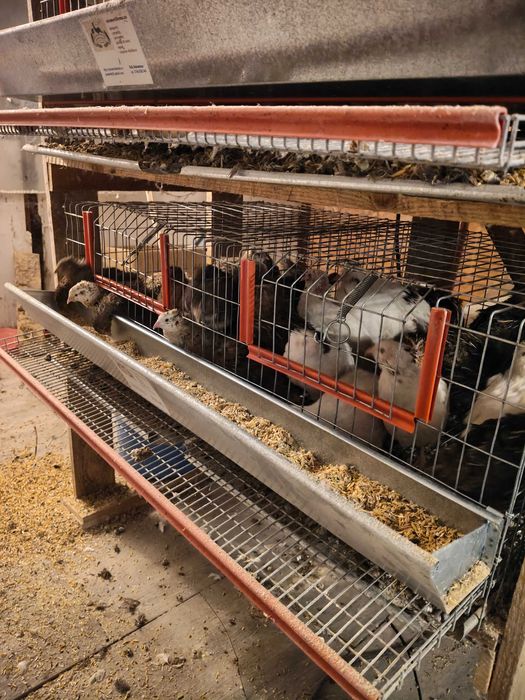 De vânzare prepelițe