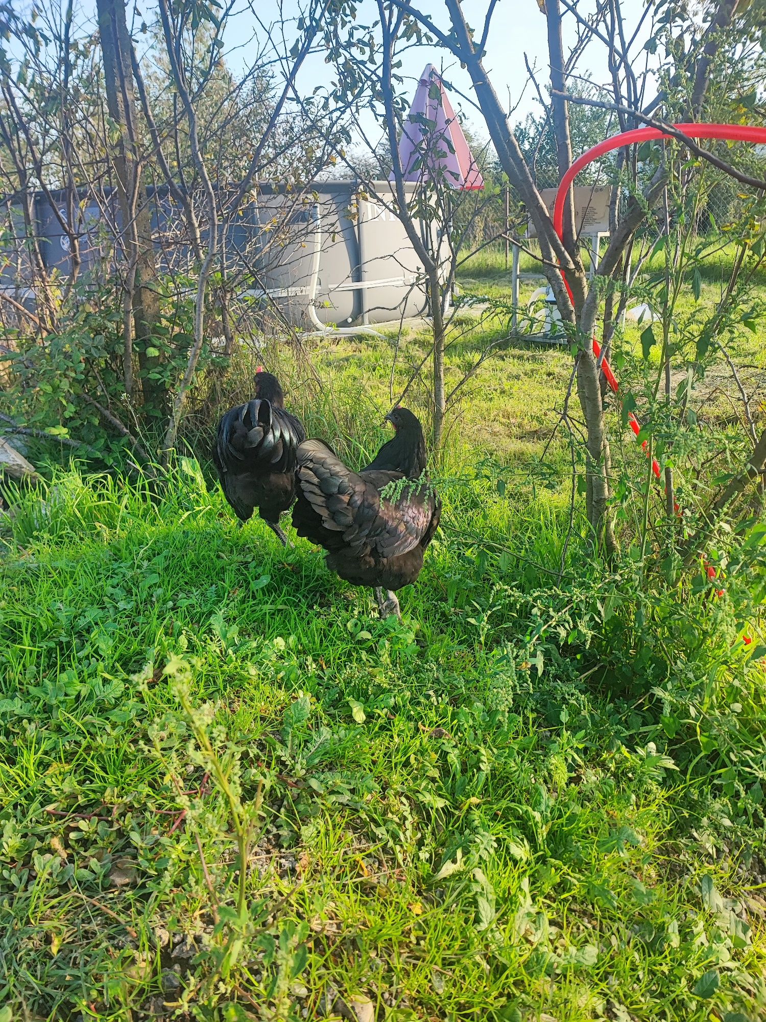 Ouă incubat australorp pui australorp