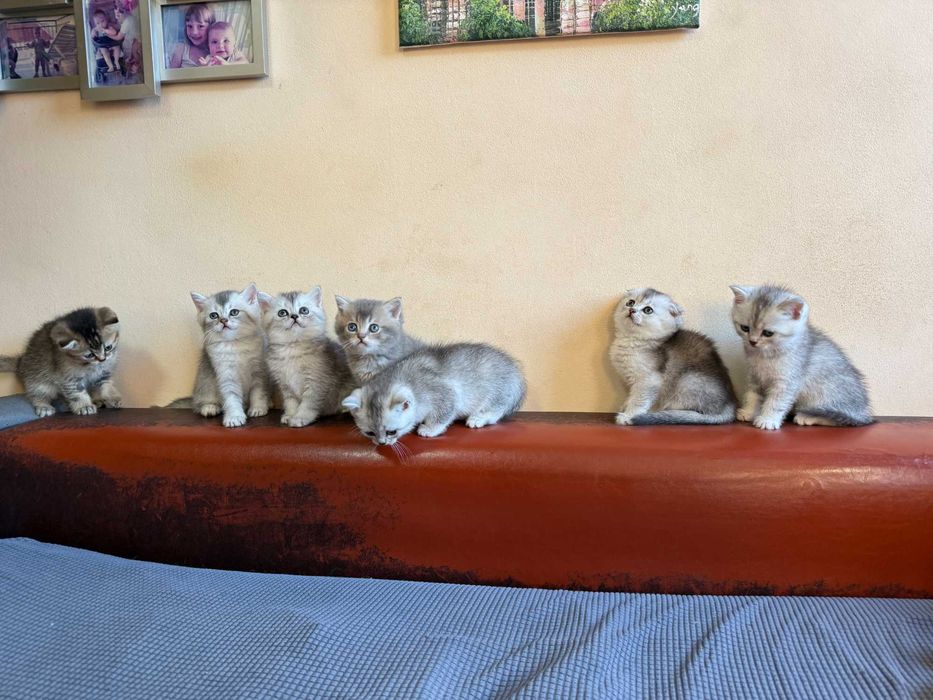 котета британски късокосмести сребърни чинчили за коледен подарък