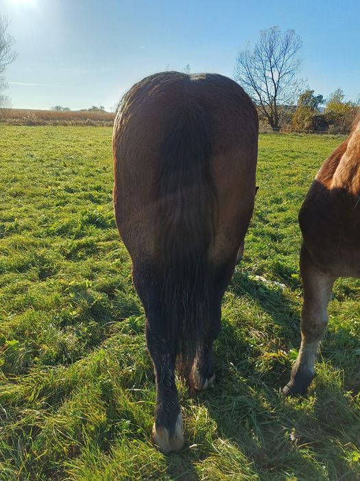 Vând mânz frumos castrat