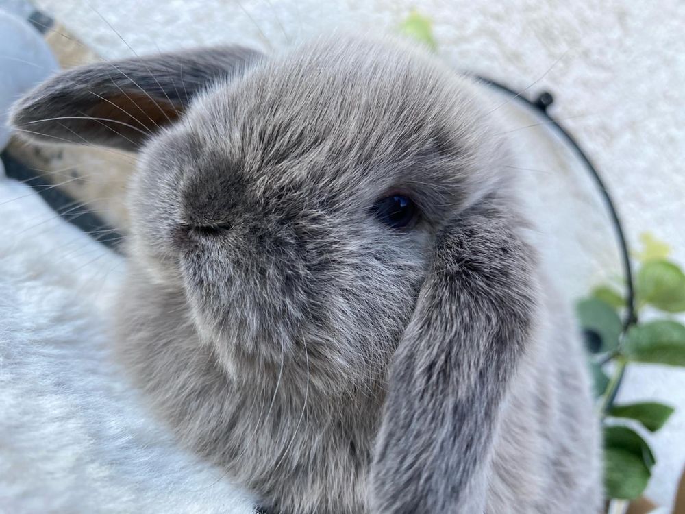 Iepuri pitici de companie berbec pitic/mini lop/holland lop