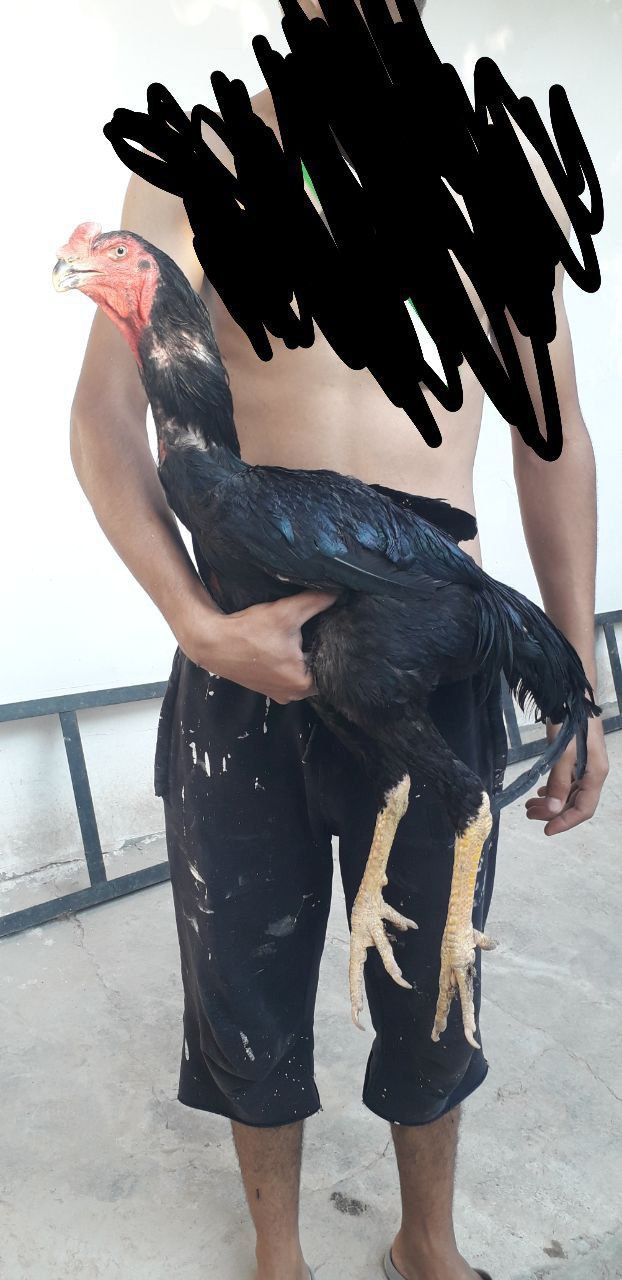 Shamo kaltaklari yamo