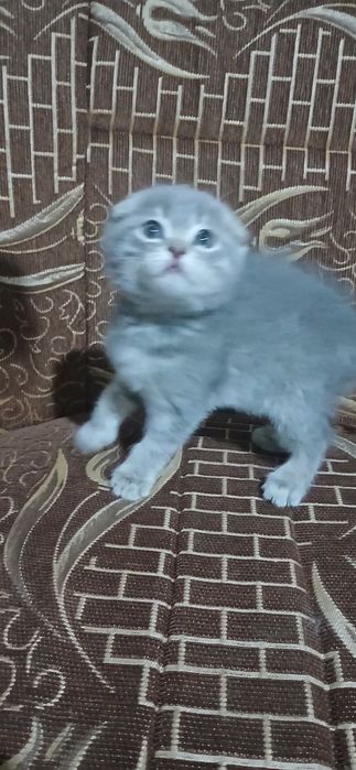 Срочно продам котят скоттиш фолд