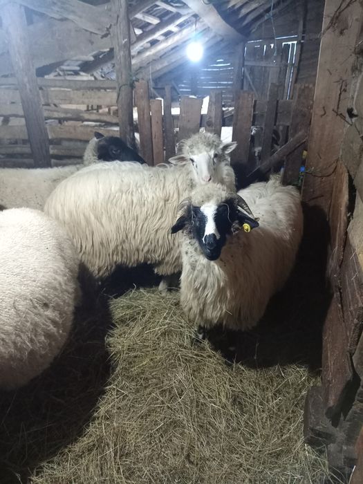 Oi breze și băle, bune