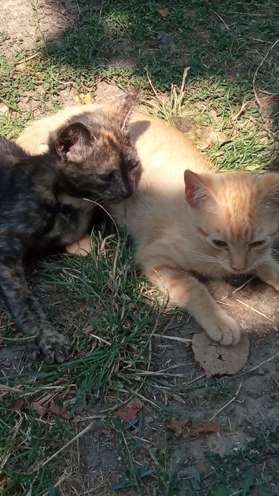Pisicuțe pentru adopții