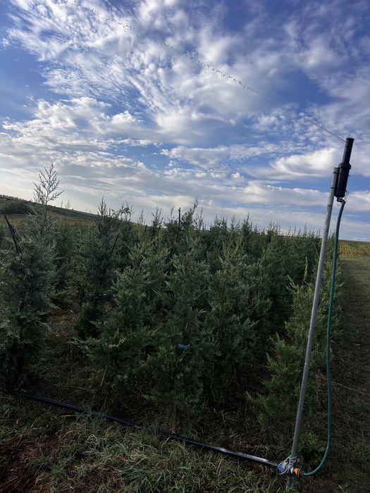 Chiparos Leylandii pentru gard viu.