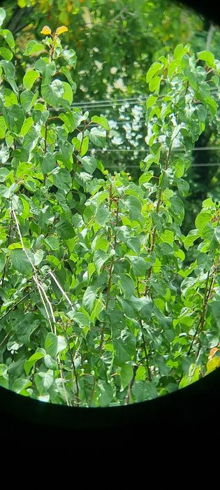 Binoclu DDR Zeiss 8x30