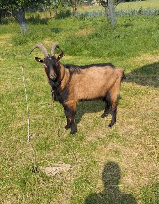 Țap Alpin Francez forte bun!