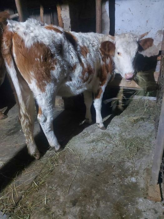 Vând vițiauă din vaca bune de lapte  mai multe la telefon