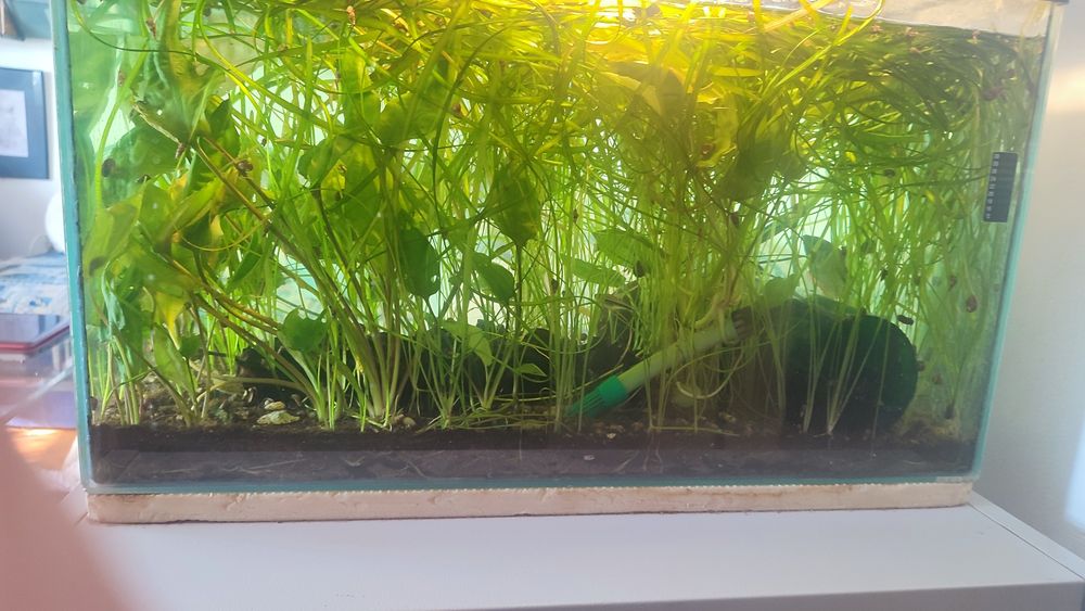 Vand schimb cu pesti plante acvariu