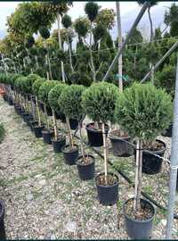 Plante ornamentale-Palmieri-tuia smarald-tuia leilandri