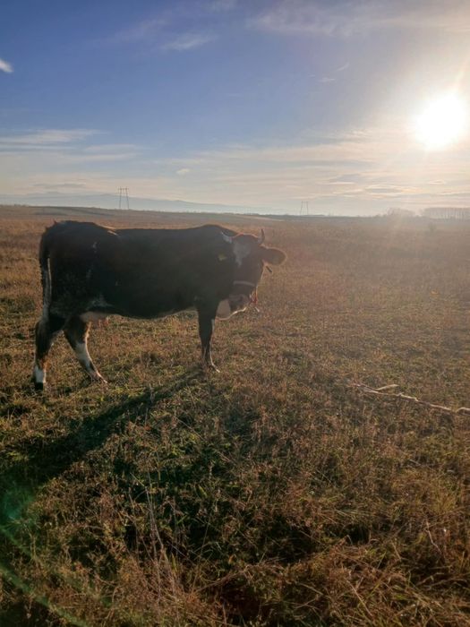 Vând vaca de 6 ani gestanta de5luni