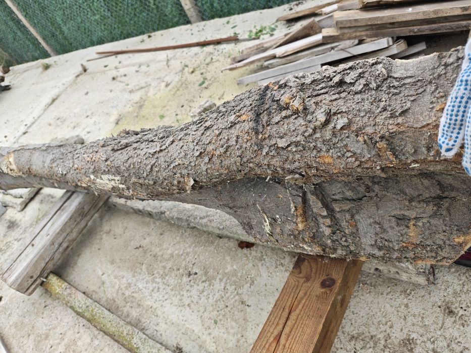 Продавам янове от дива череша