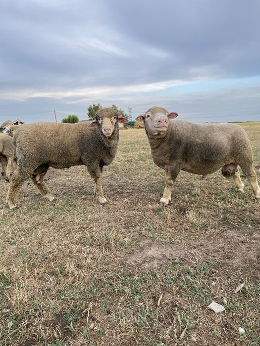 Berbecuti rasa de carne