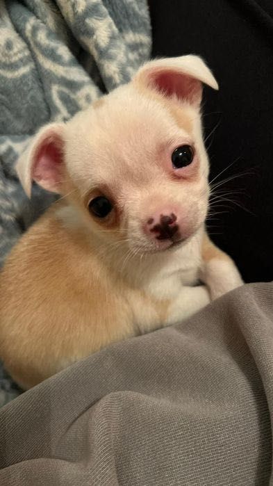 Продава се бебе мини чихуахуа на 7 седмици с втора ваксина