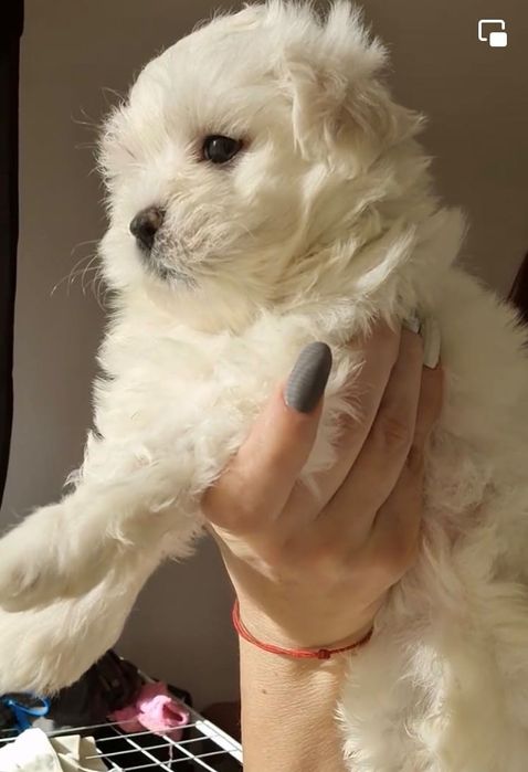 СУПЕР МИНИ Малтийска Болонка Доставка