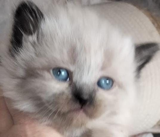 Fetițã Ragdoll disponibila