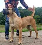 Vand femela presa canario