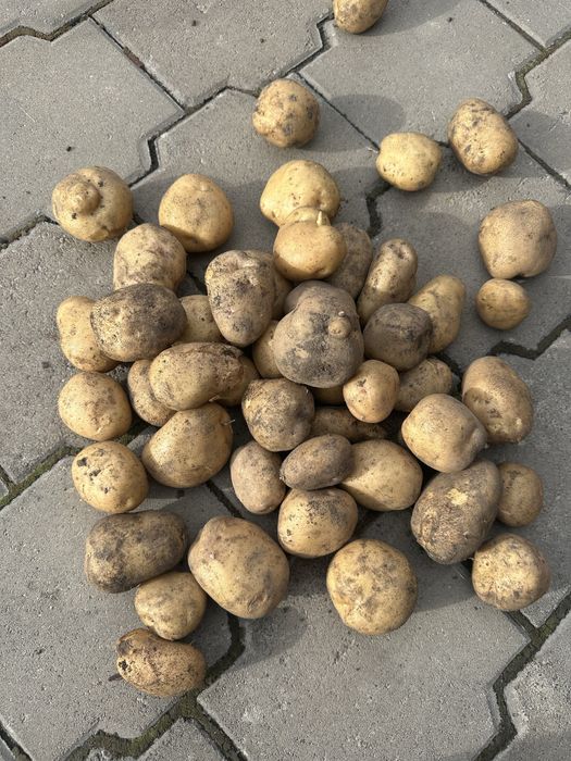 Продам картофель домашний