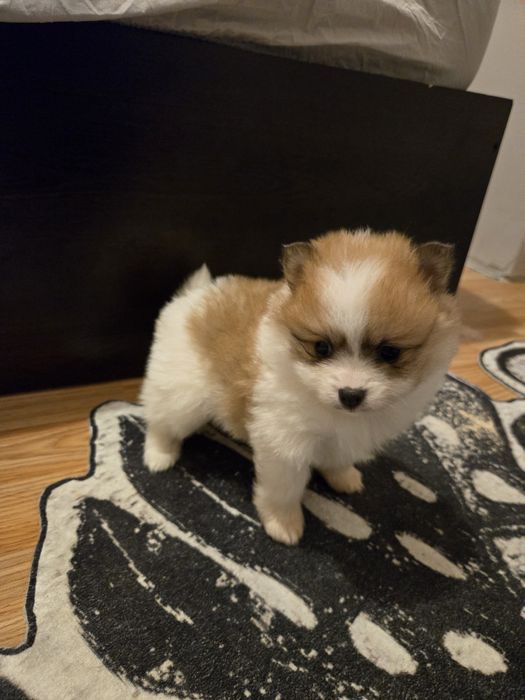 Померан мини Шпиц 3кг