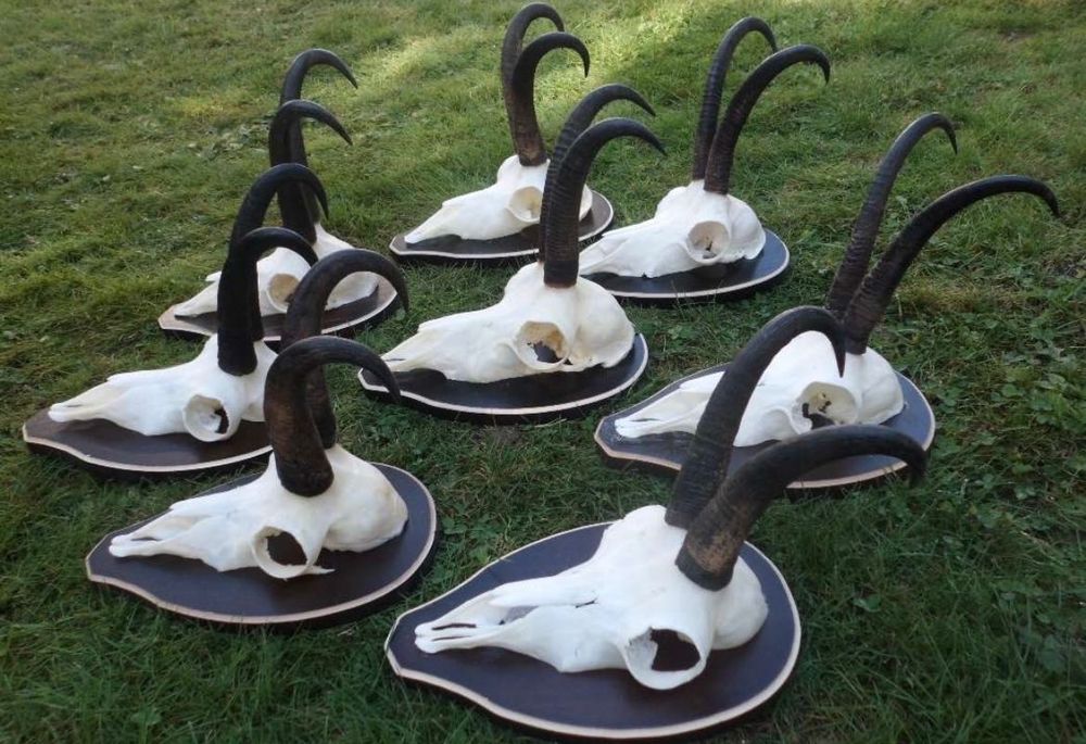 Трофеи от диви кози