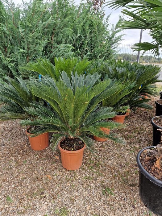 Palmierii trachicarpus Fortunei și cycas revolut