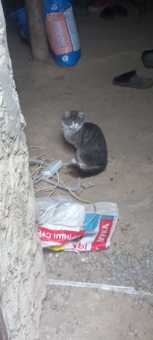 Mushuklar tekinga beriladi