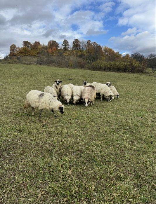 Vand oi breze tinere