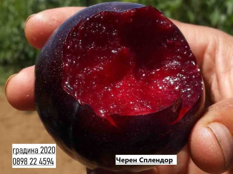 Слива  Черен Сплендор - BLACK SPLENDOR