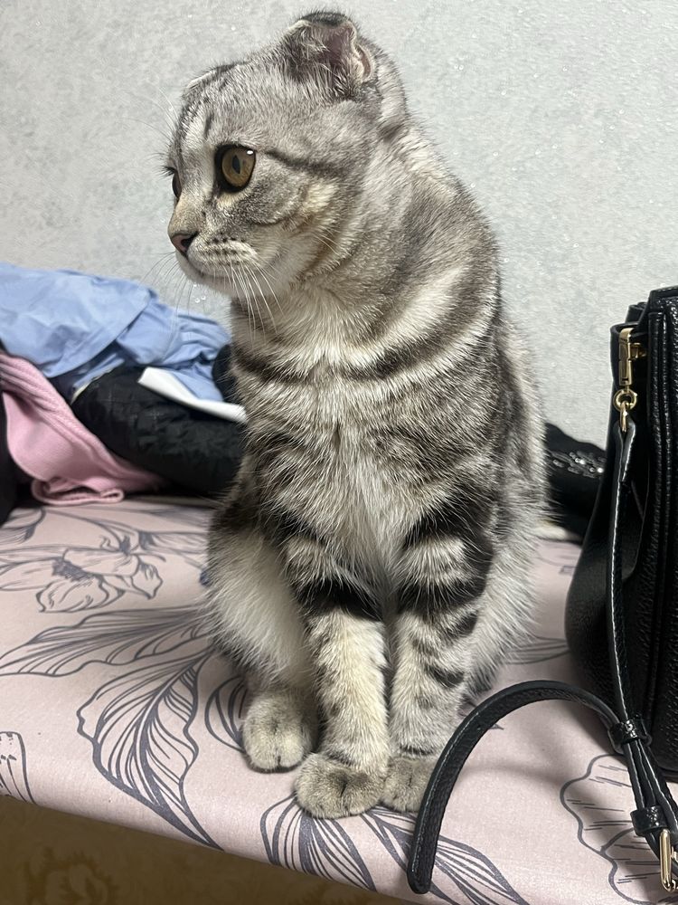 Шотланский веслоухий кот