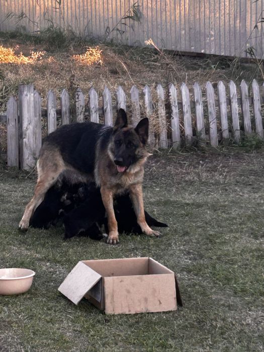 Продаются щенки немецкой овчарки