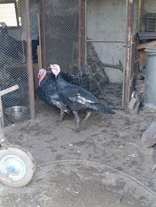 Пуяк за клане или гледане