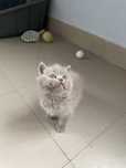 British Shorthair lilac