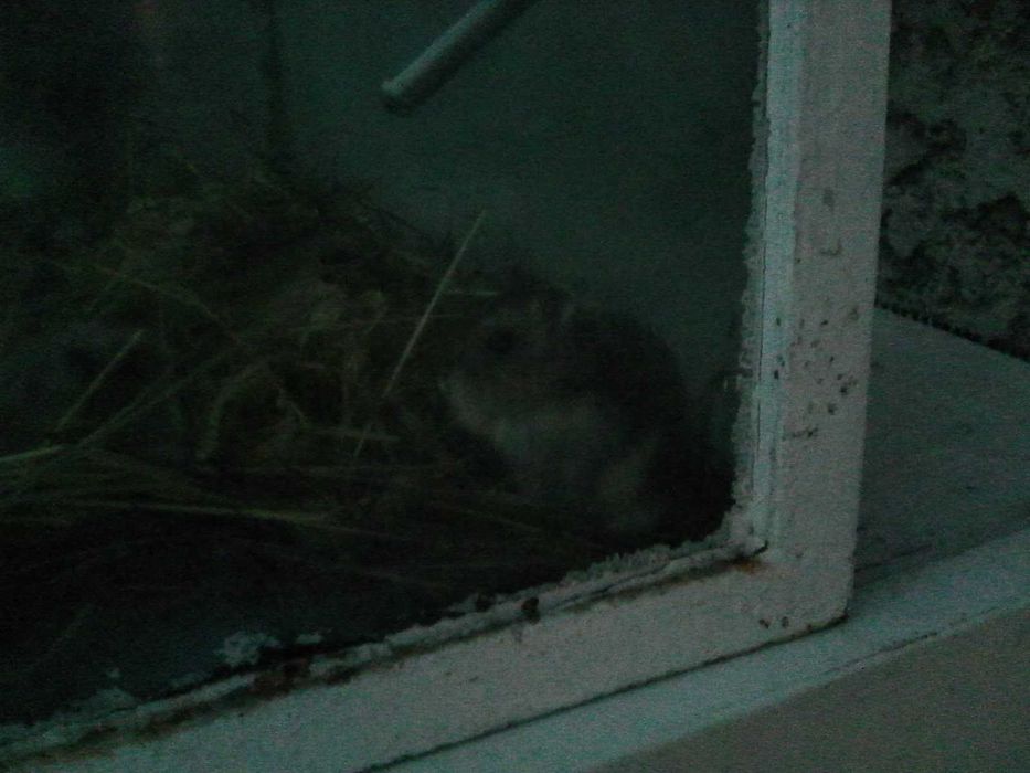 hamsteri pitici siberieni si cusca la cerere