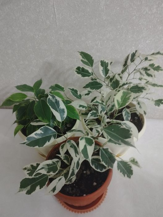 Фикусы разных видов, район Евразии