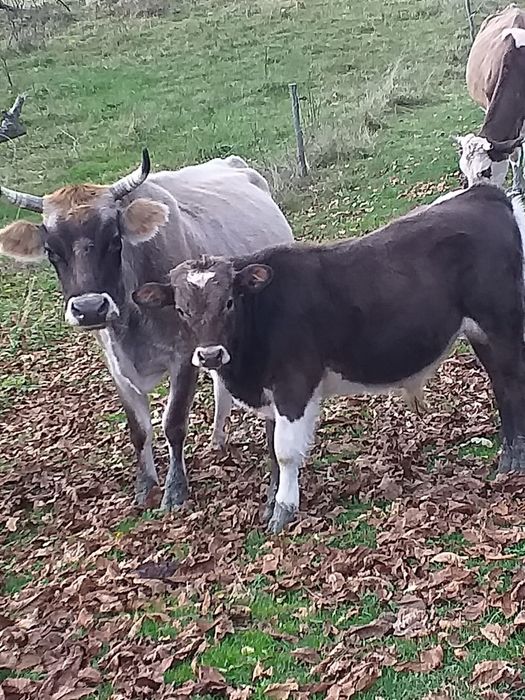 Vând vacă cu vițel