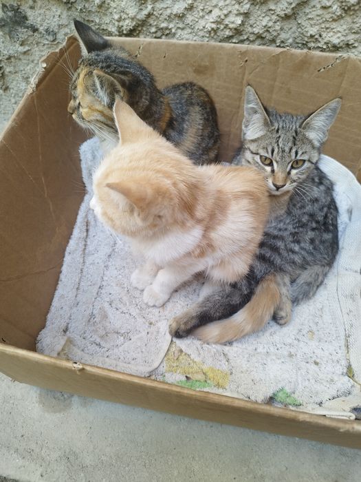 Котята три месяца два мальчика и одна девочка