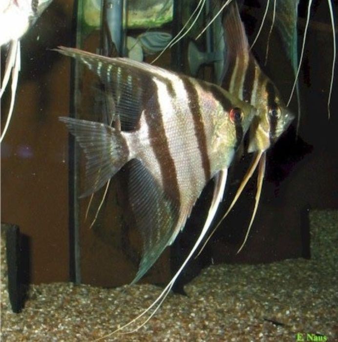 Atum Angelfish baliqlari sotiladi