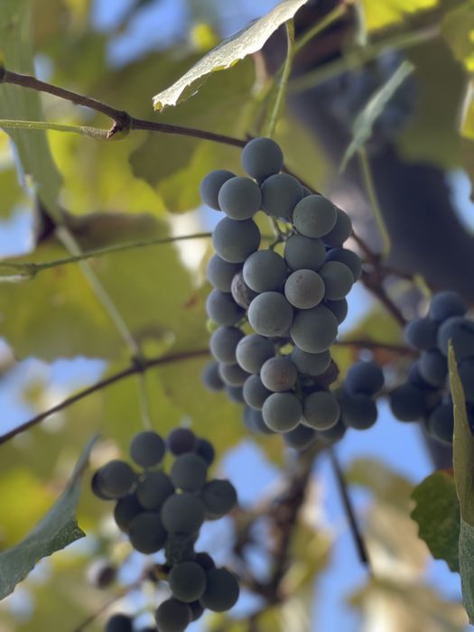 Struguri Capsunica / Struguri vin