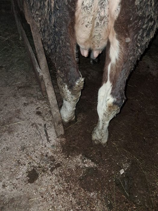 Gestantă în 7 luni.