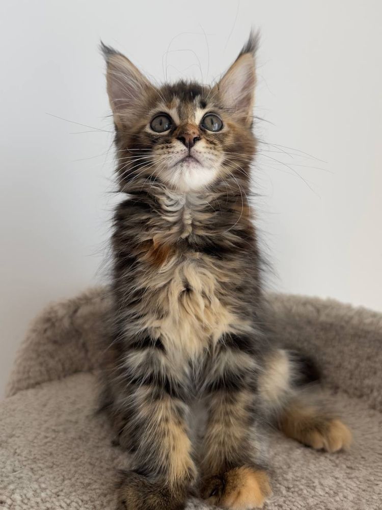 Котята, породистые, с питомника