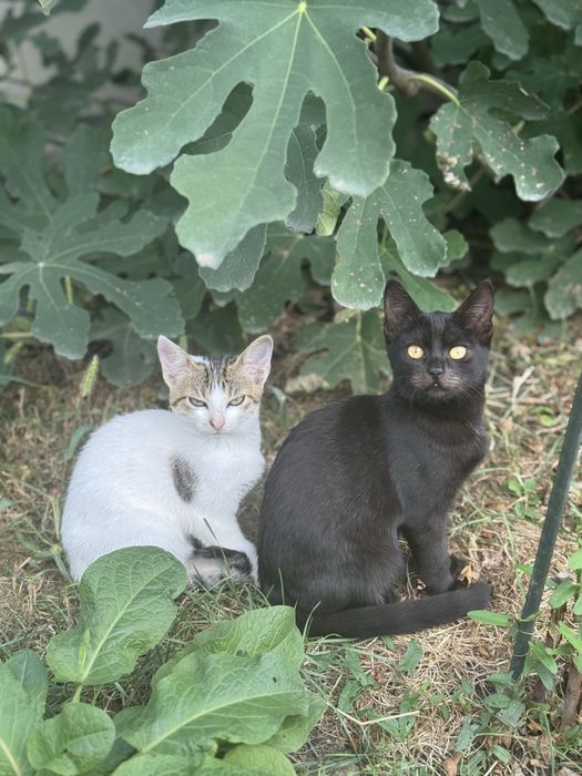 Pisicuti pt adoptie