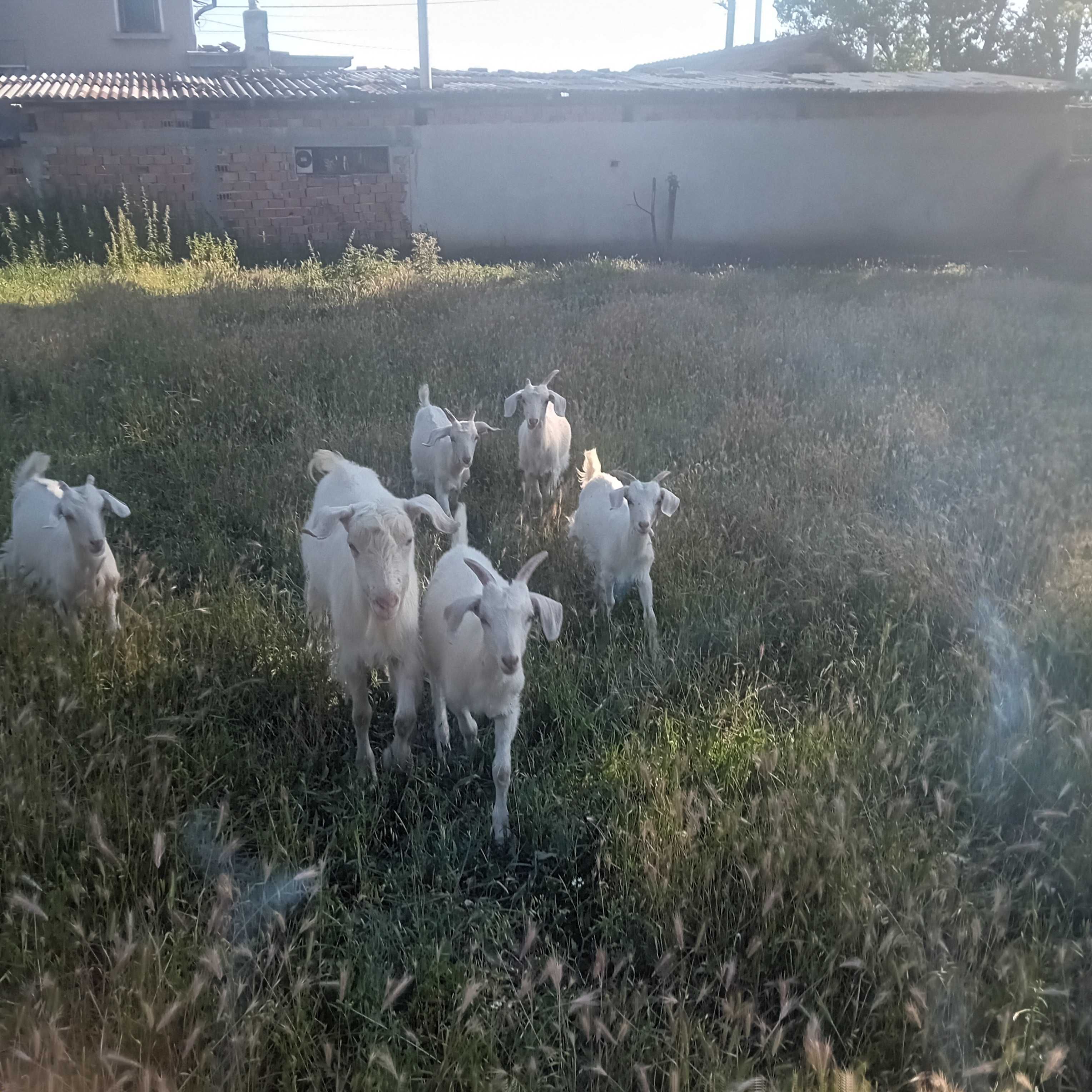 Кози на Килограм